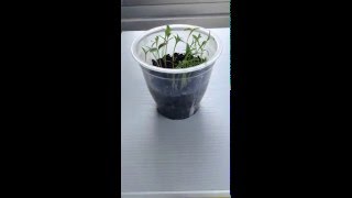 Crecimiento de una planta de Cilantro TimeLapse [upl. by Meara735]