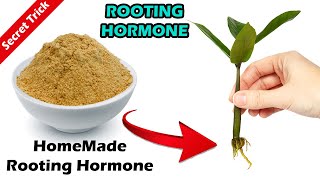 How To Make Rooting Hormone At Home  Gardening Story [upl. by Juliane]