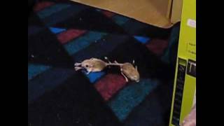 Cute Lesser Egyptian Jerboa Mice Flirting [upl. by Crosley347]