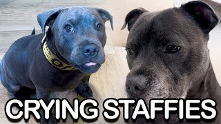 Sniffles to Snacks 2 English Staffies Emotional Rollercoaster [upl. by Ritchie]