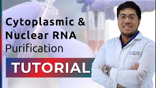 RNA Purification Tutorial  Cytoplasmic and Nuclear RNA [upl. by Troxell]