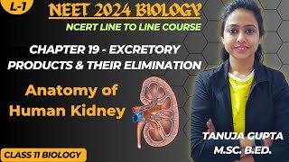 Ch19  Excretory system  Human Excretory System  Class 11 Biology  NEET 2024 [upl. by Reibaj]