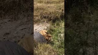 Ngorongoro Crater Tanzania animals wildlife lion nature [upl. by Anner]