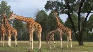 Visit Taronga Western Plains Zoo in Dubbo [upl. by Mordy]