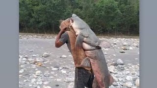 Big fish Goonch sunkoshi river omg Nepal [upl. by Telfer]