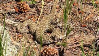 Western Rattle Snake Crotalus Viridis [upl. by Aicatsanna]