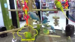 budgiesparakeets at Petco [upl. by Combs]