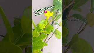 Dancing plantflowersplants gardenyoutubeshortsshortsdancemusicremixytshortsviralvideosub [upl. by Quirk]