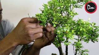 bonsai kemuning  bonsai murraya paniculata [upl. by Azne418]