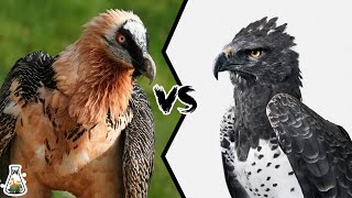 BEARDED VULTURE VS MARTIAL EAGLE  Which is the most powerful [upl. by Chapman]