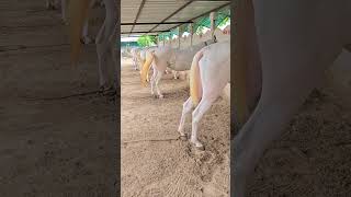 Rupal stud farm Gujarat mo9724588670mo8849146447 rupalstudfarmhorsevideohorse [upl. by Ly717]