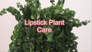 Lipstick Plant Care Tips How to care Lipstick Plant growing and care Aeschynanthus [upl. by Animrac]