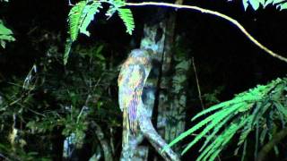 Amazonian Longtailed Potoo Nyctibius aethereus longicaudatus [upl. by Nwahsiek]