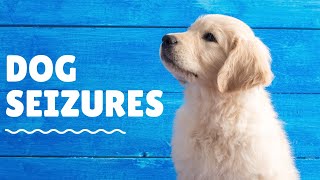 Veterinarian Explains Seizures in Dogs  episode 1 [upl. by Town]