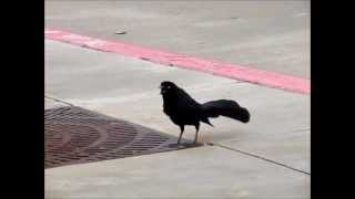 ZANATE Great Tailed Grackle And Its Beautiful Sounds [upl. by Smoot]