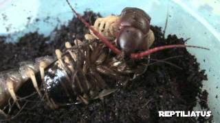 Pet giant centipede feeding live cockroach feeding [upl. by Gorlicki512]