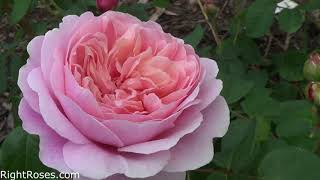 EUSTACIA VYE ROSE REVIEW  THE RIGHT ROSES  DAVID AUSTIN 2019 [upl. by Yeblehs]