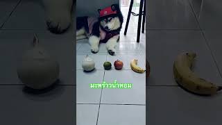 ไม่บอกน้องก็เลือกถูก husky huskiesy dogbreed huskyreq funnyanimal pets huskytrouble funnydog [upl. by Annehs871]