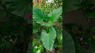 Colocasia is a genus of flowering plants in the family Araceae dactylifera violaceae shortsfeed [upl. by Enahpad]