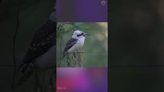 Short Appels du Kookaburra du Queensland [upl. by Athiste]