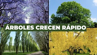 Los 5 MEJORES ÁRBOLES de Rápido Crecimiento🌲 “Darán sombra a tu jardín” [upl. by Ynnaej]