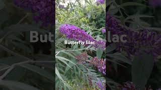 buddleia flowersummerbutterfly [upl. by Roxanna]