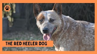 Red Heeler Dog Everything You Need to Know [upl. by Holland170]