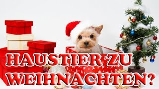 Haustier als Geschenk zu Weihnachten Welche Haustiere für Kinder Welches Tier passt zu mir [upl. by Harriette]