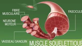 Appareil locomoteurLe système musculaireدرس الجهاز العضلي اناتومي شرح بالعربية والفرنسية [upl. by Cnahc36]