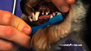 Comment brosser les dents de son chiot ⎜ROYAL CANIN® [upl. by Shanda304]