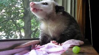 Possum eating strawberry and grapes [upl. by Jamil420]