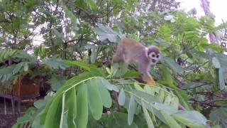 La fauna y flora del amazonas única en belleza a nivel mundial [upl. by Spurgeon11]