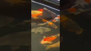 Monster carp in the future rap carp fishing koipond carpfishing carpfish beautiful monster [upl. by Eseilanna]