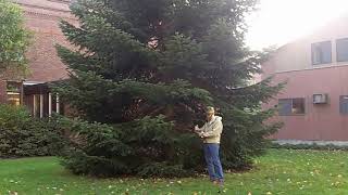 Nordmann fir Abies nordmanniana  Plant Identification [upl. by Asirrom]