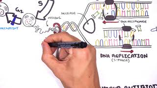 Pharmacology  Chemotherapy agents MOA Alkalating antimetabolites topoisomerase antimitotic [upl. by Tsuda]