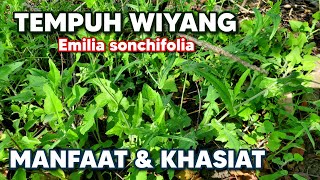 MANFAAT TEMPUH WIYANG TUK KESEHATAN ‼️ Emilia sonchifolia tempuhwiyang Emiliasonchifolia JONGHE [upl. by Lesser]