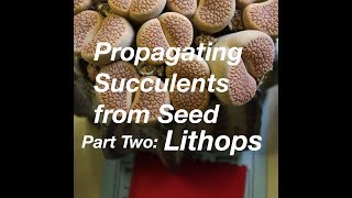 How to Start Succulents from Seeds Part Two Lithops [upl. by Lehcsreh]