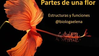 Partes de la flor  Reino Plantae [upl. by Patricia408]