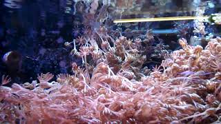 Pretty Pink Pulsing Xenia in Coral Reef Marine Fish Tank [upl. by Nho]