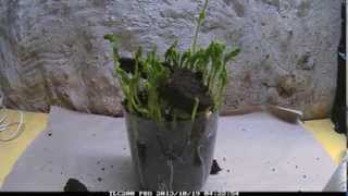 Pea Germination Time Lapse root and leaf growth 10 days in 90 seconds [upl. by Htenywg895]