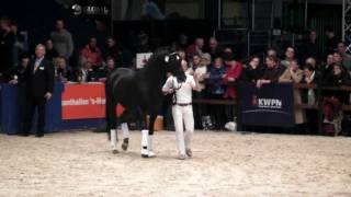 Negro  in hand lifts the handler off the ground [upl. by Schoenburg]