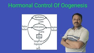 Hormonal Control Of Oogenesis  Class 12  Biology [upl. by Dyrrej533]