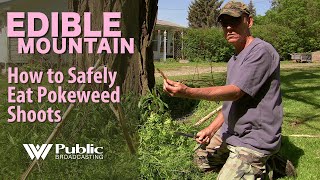 EDIBLE MOUNTAIN  How To Safely Eat Pokeweed Shoots [upl. by Tucker]