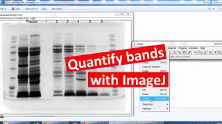 Quantifying bands on SDSPAGE using ImageJ [upl. by Isaak676]