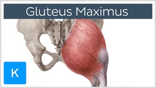 Gluteus Maximus Muscle  Function Origin amp Insertion  Human Anatomy  Kenhub [upl. by Enileuqkcaj]