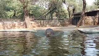 Delhi zoological park 🏞️🦛 [upl. by Beaufert877]