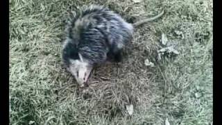 opossum playing dead 3 [upl. by Prussian]