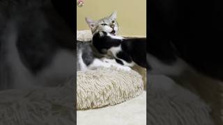 Disturbing a kneading cat [upl. by Aseeram]