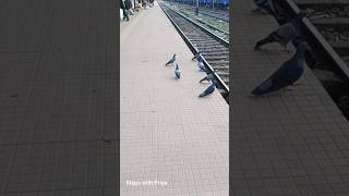 Pigeons short youtubeshort bird birdslover [upl. by Karas]