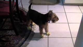 Ruby The Welsh Terrier amp The Duck Slippers [upl. by Eidolem]